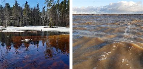  Queenslandongs! Niminen Matelija Joka On Yhtäaikaa Sileä Ja Karhea