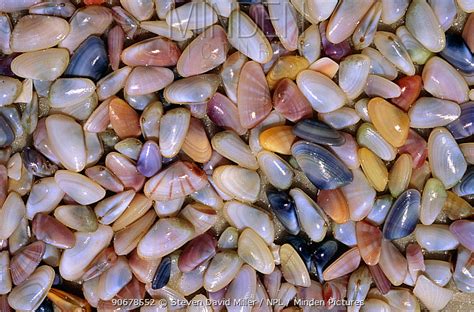  Donax! A Tiny Clam That Makes Waves With Its Unique Burrowing Style