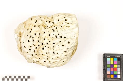 Geodia! A Remarkable Sponge That Thrives In Deep Ocean Waters With Its Unique Skeletal Structure