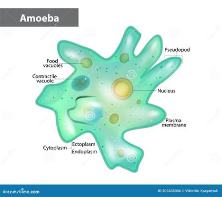  Grebsiella! This Miniature Amoeba With Tentacle-like Structures Can Conquer Any Surface