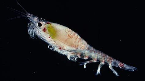  Krill! A Remarkable Example of Oceanic Swarms and Miniature Crustaceans