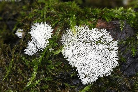  Limax: Näyttävä limakko joka tunkee itsensä ympäristöön!