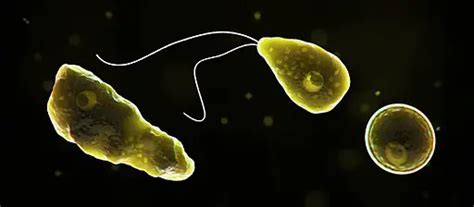 Naegleria fowleri: A Microscopic Terror Lurking in Freshwater Habitats!