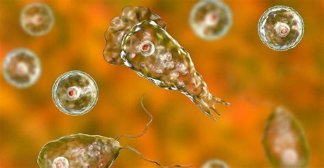 Naegleria fowleri: A Microscopic Terror Lurking in Freshwater Habitats!