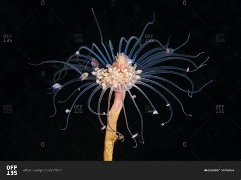  Quinquesemium! A Hydrozoan Polyp With Tentacles That Tickle?