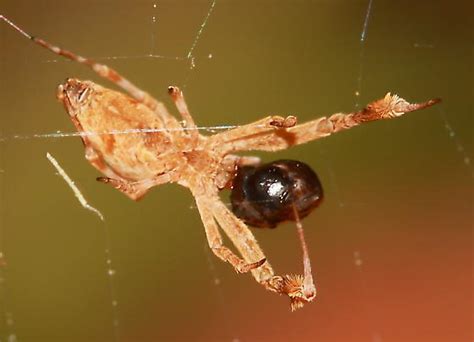  Uloborus! A Master Weaver Crafting Sticky Spirals From Thin Air