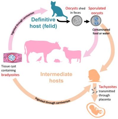   Universally Underestimated: Unveiling the Fascinating Lifecycle and Ecological Role of the Urogonimus Gondii!