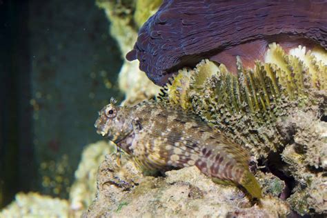  Blenny! Kuin Kivinen Mestaaja, Se Löytää Piilopaikkansa Veden Alla