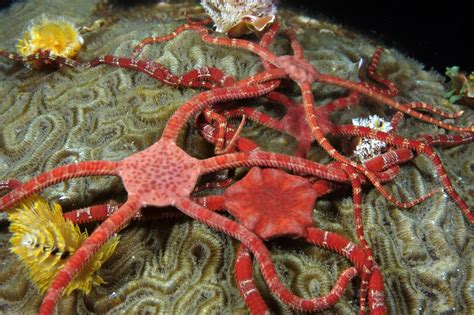  Bristlestar:  A Marvelous Marine Inhabitant Displaying Striking Colors and Exhibiting Intriguing Symbiotic Relationships!