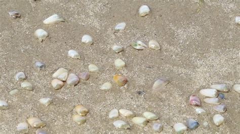  Donax! A Tiny Shellfish That Digs Deeper Than You Think