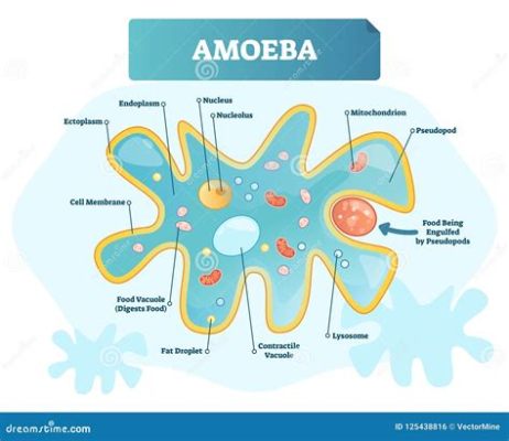 Everted Amoeba: A Single-Celled Blob With Legs That Moves and Eats Like a Hungry Pac-Man!