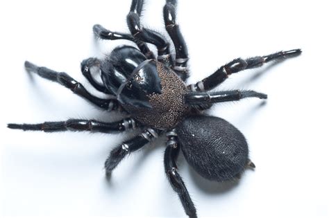  Funnel-Web Spider: Have you ever encountered a hairy recluse with eight legs that spins webs like silken traps?!