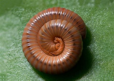  Lactophilus! Miksi Tämä Istuva Diplopodi On Paras Ystäväsi Mädäntyvissä Puulajeissa?