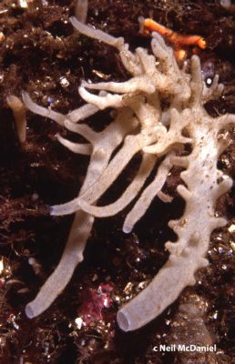  Leucosolenia! A Sponge That Thrives in Shallow Coastal Waters