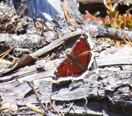  Mourning Cloak Polychaete: A Colorful Carpet Dweller Known For Its Remarkable Regenerative Abilities!