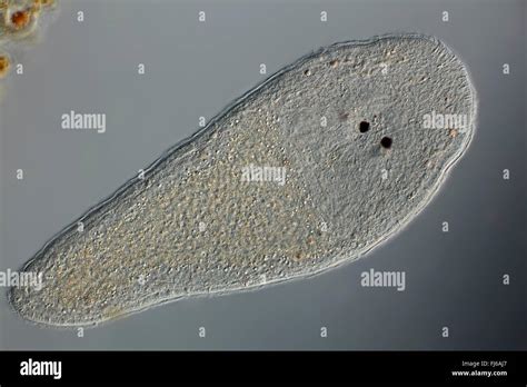  Neuroterus! Tunne Maailman Vihlova Turbellaria