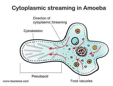  Octosphaerella! This Tiny Amoeba Thrives In Extreme Environments And Exhibits Remarkable Cytoplasmic Streaming