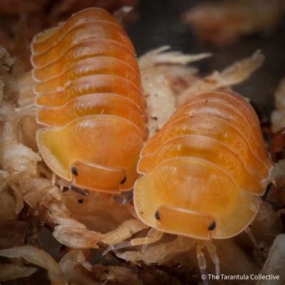  Woodlouse!  A Tiny Terrestrial Crustacean That Thrives on Decay and Excels at Curling Up